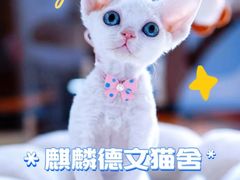 -十年猫舍·猫咪专门店(普陀店)