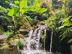-深圳仙湖植物园