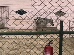 -青藏高原野生动物园