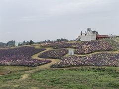 -空港花田景区
