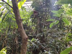 -呀路古热带植物园