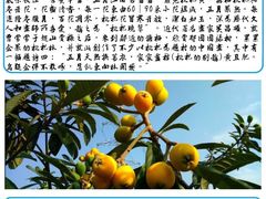 -塘栖枇杷特色园区