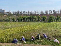 -上海长兴岛郊野公园