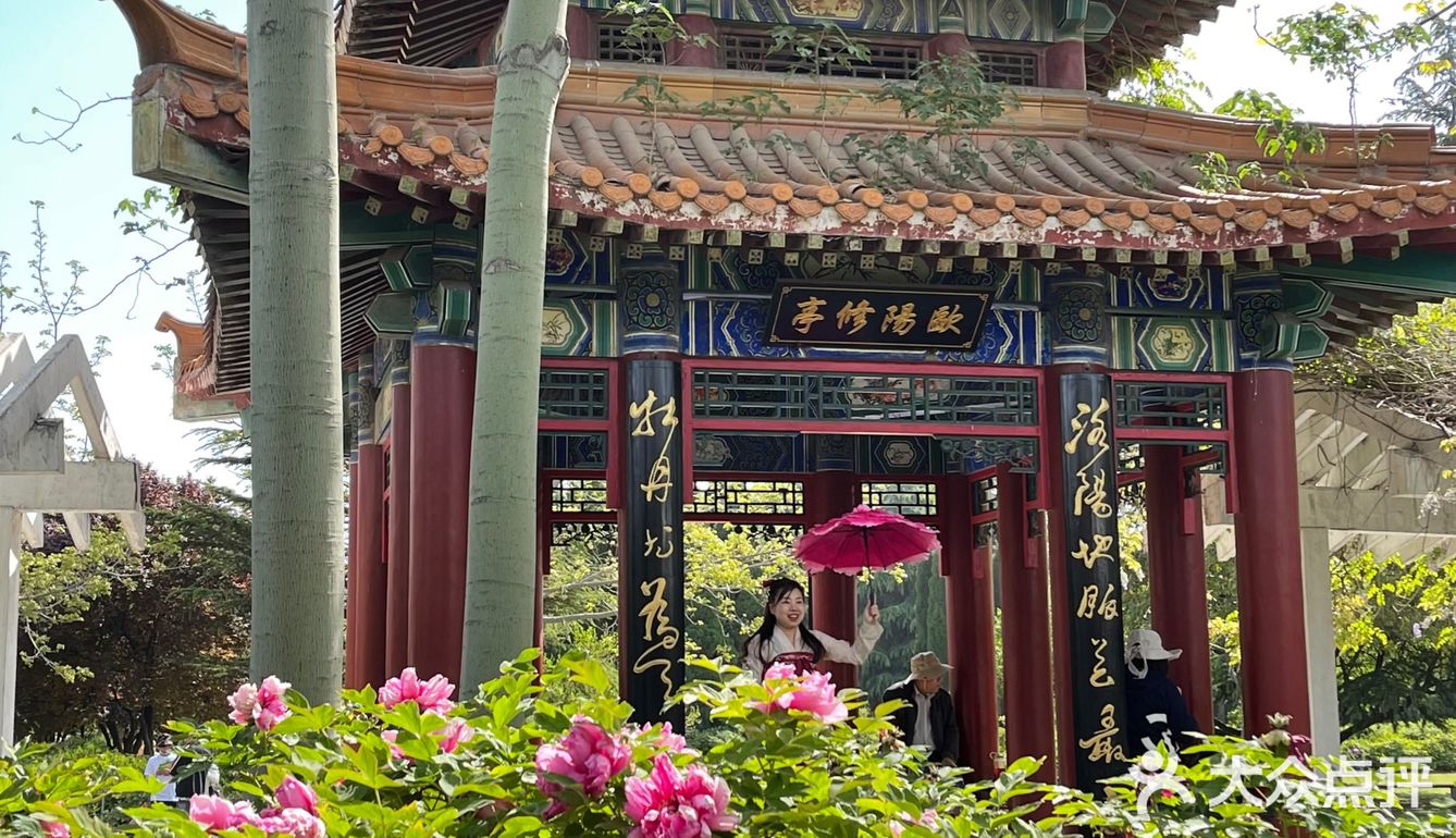 洛阳牡丹，当之无愧的花魁[亲亲][亲亲][亲亲]