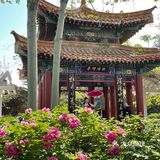 洛阳牡丹，当之无愧的花魁[亲亲][亲亲][亲亲]