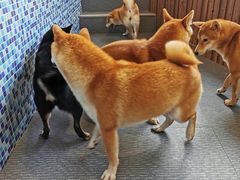 -柴源莊·柴小宠柴犬咖啡