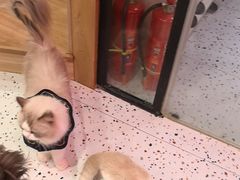 -滚猫咖啡·猫咖·猫友好撸猫(未来城店)