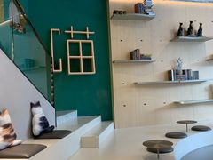 -飞行喵MR PILOT|猫舍·猫咖(静安大融城店)