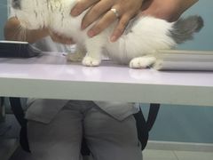-中农大我爱我爱24h动物医院·中医针灸·猫专科·骨科医疗中心(双井店)