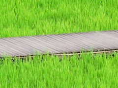 -艾米稻香小镇