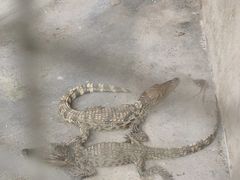 -揭东万竹园旅游景区