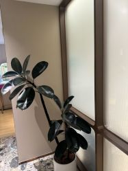 -北京漾格医疗美容医院