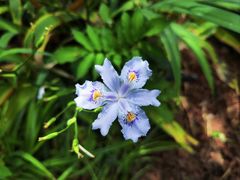 -上房园艺·梦花源