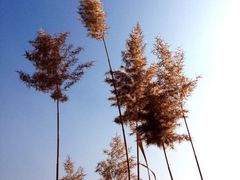 upload_pic-新江湾城公园