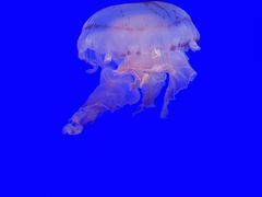 -上海海洋水族馆