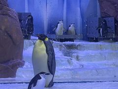 -海合安成都极地海洋公园