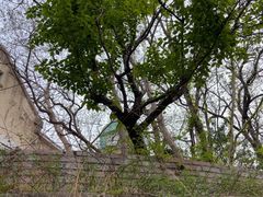 -青岛市江苏路基督教堂