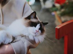 -喵屿·大理花园猫咖