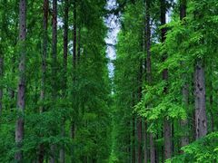 -黄海国家森林公园