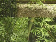 -成都大熊猫繁育研究基地
