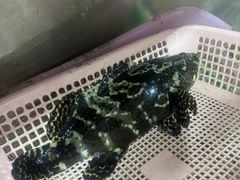 -班赞海鲜市场