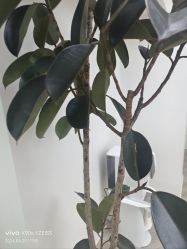 -HEYAN荷妍专业脱毛连锁机构
