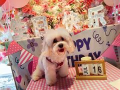 -百好乐宠物友好餐厅(朝外大街店)