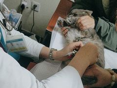 -美联众合动物医院·24h转诊中心