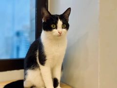 -有喵·猫咖·狗咖·40+猫狗有小奶狗(岗厦店)