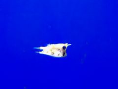 -石家庄极地海洋世界