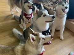 -Husky Go! 哈士奇体验馆·宠物咖啡厅狗咖
