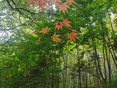 -上海佘山国家森林公园天马山园