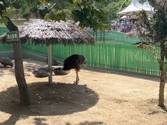 -西霞口神雕山野生动物世界