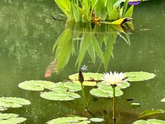 -莲花池公园
