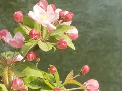 -海棠花溪(元大都城垣遗址公园)