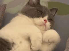 -lincat·猫舍(广州店)