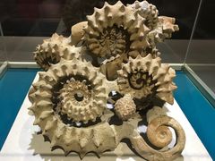-青岛贝壳博物馆