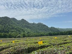 -中国茶叶博物馆(双峰馆区)