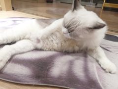 -猫和宫(六道口店)