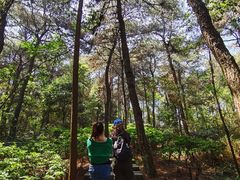 -铁山坪森林公园