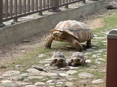 -广东惠东海龟国家级自然保护区