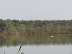 -大湾区中央湿地公园