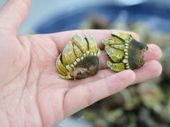 佛手螺-胖大嫂渔家排档·全海景餐厅(渔村店)