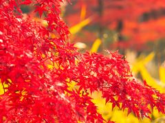 -昆山城市生态森林公园