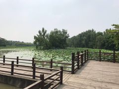 -大湾区中央湿地公园
