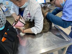 -哆趣宠物医院·眼科·内镜·急重症转诊中心(上海店)
