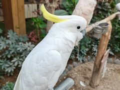 -南宫五洲植物乐园