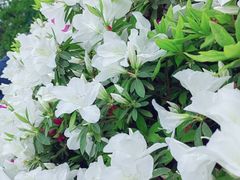 -铁山坪森林公园