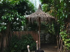-广州长隆飞鸟乐园