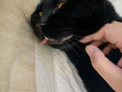 -北京观赏动物医院·24小时大型综合·猫专科·异宠专科